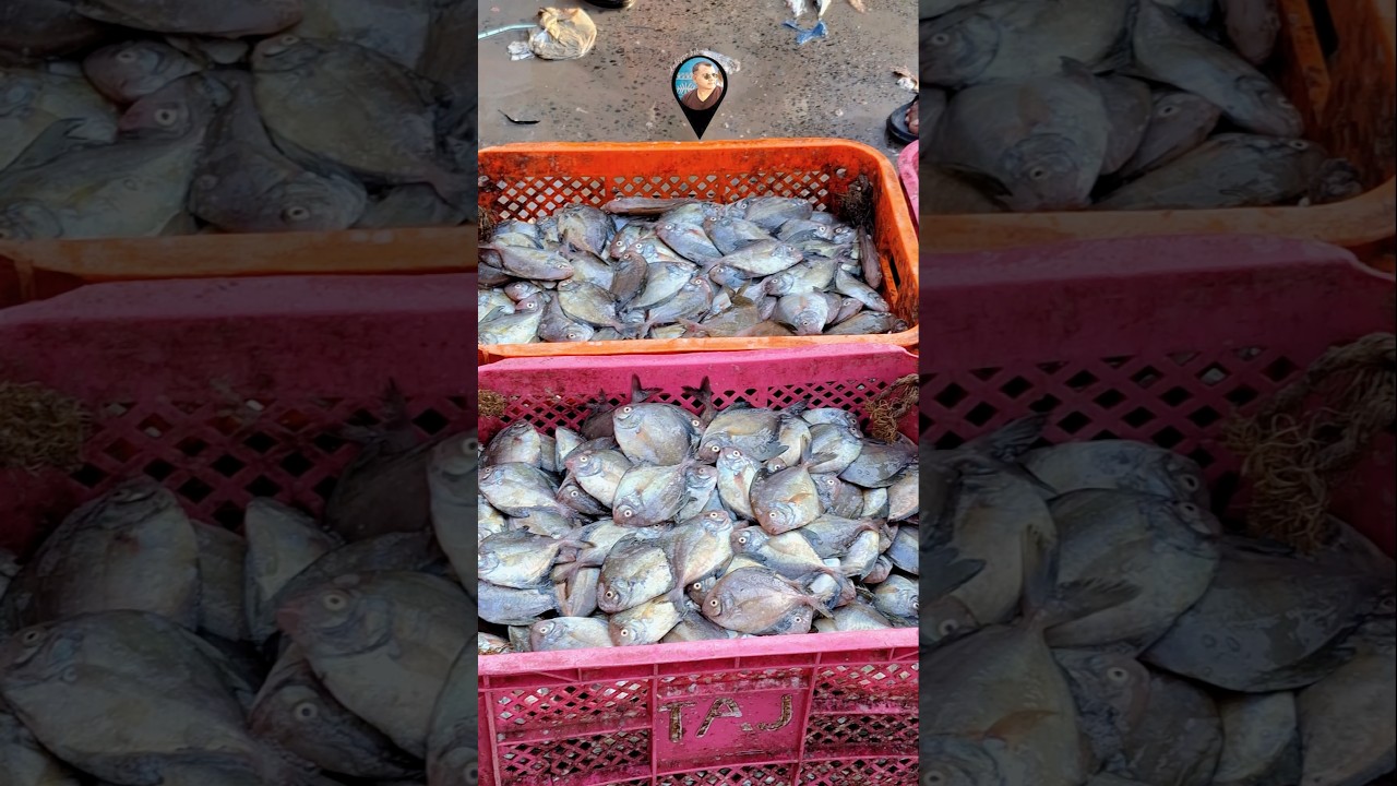 TANUR FISHING HARBOUR | POMFRET