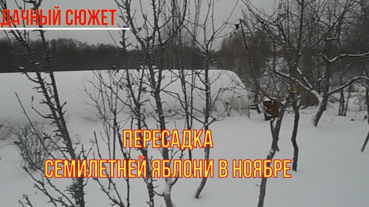 Пересадка семилетней яблони в ноябре.