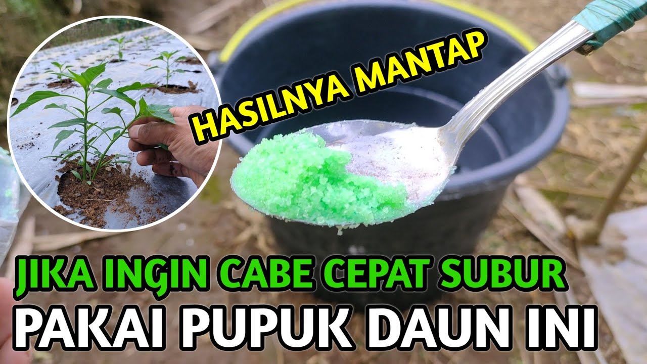 INGIN CABE CEPAT SUBUR..?? PAKAI PUPUK DAUN INI LANGSUNG KELIHATAN HASILNYA | Cabe Pelita 8 f1