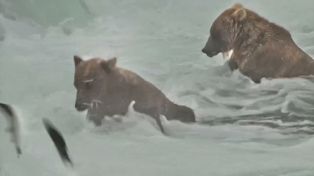 How Do Salmon Jump Brooks Falls? | Mike Fitz Explores