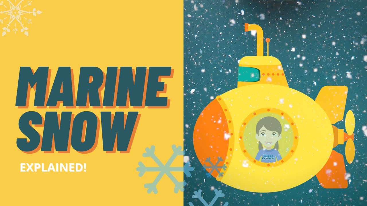 The Marvels of Marine Snow - Explained!