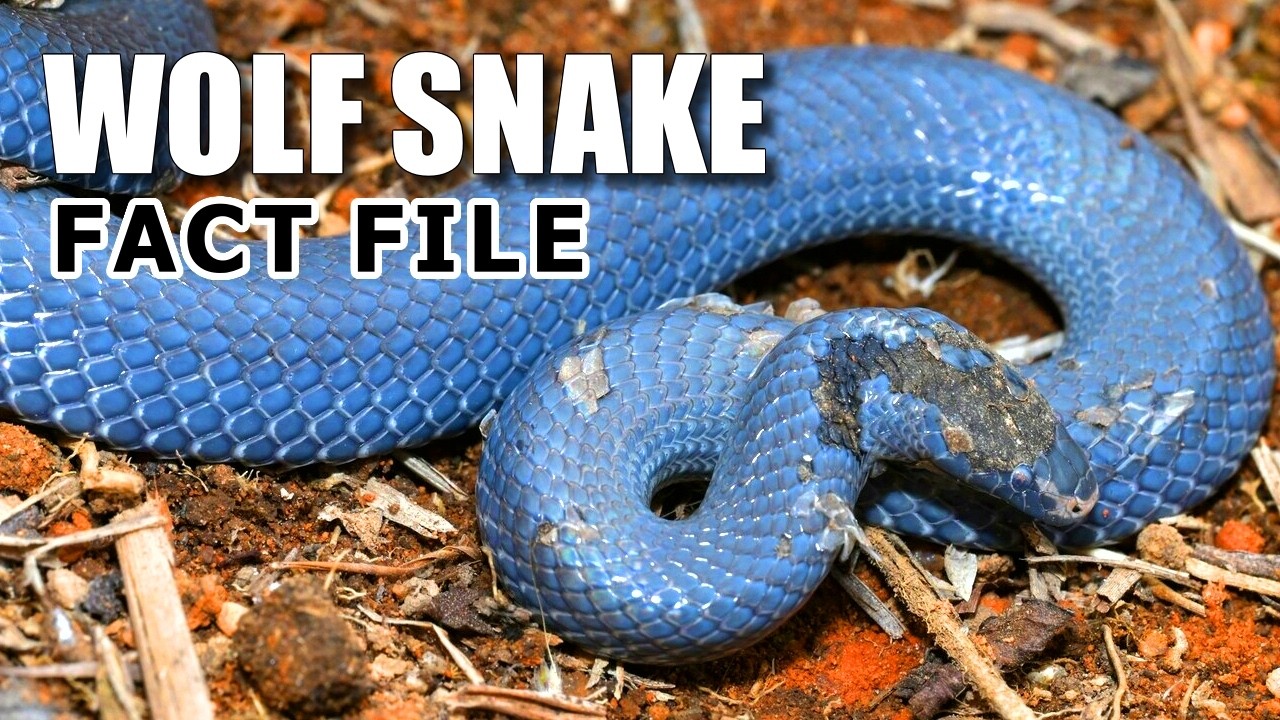Wolf Snake Facts: the SNAKE with WOLF TEETH 🐍 Animal Fact Files
