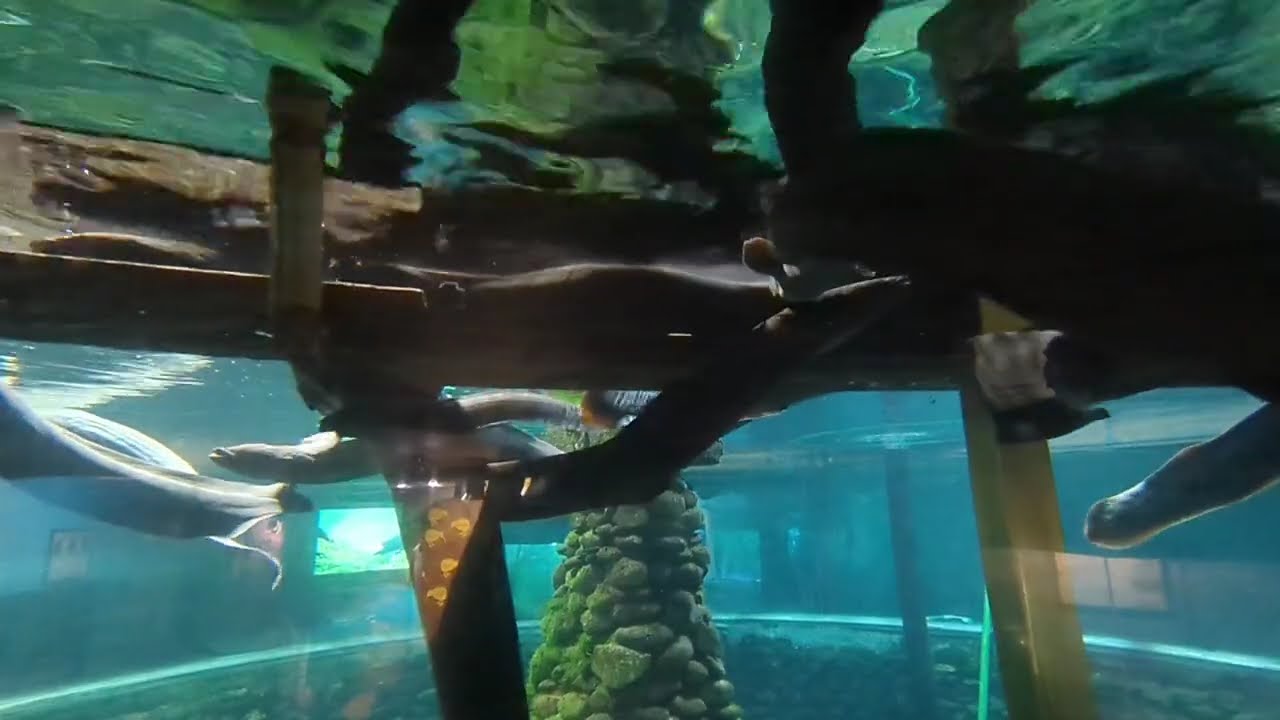 New Zealand short-tail eel feeding time 
