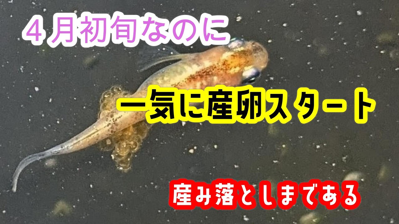 一気に水温が上がり一気に全換水をしました次の日なんとすごい数のタマゴを抱えている子がいました♪そして産み落としのタマゴも！！
