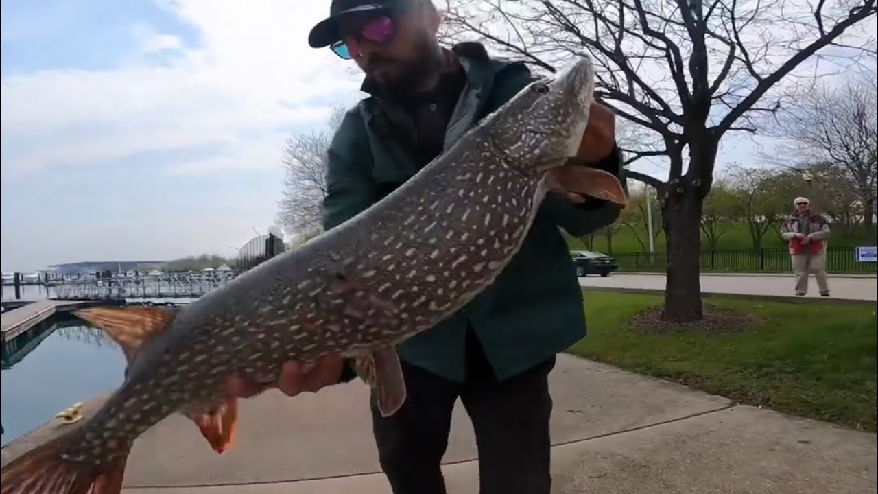 Chicago Harbor Fishing Lake Michigan || How to Catch Fish in Chicago Harbors Chicago Fishing