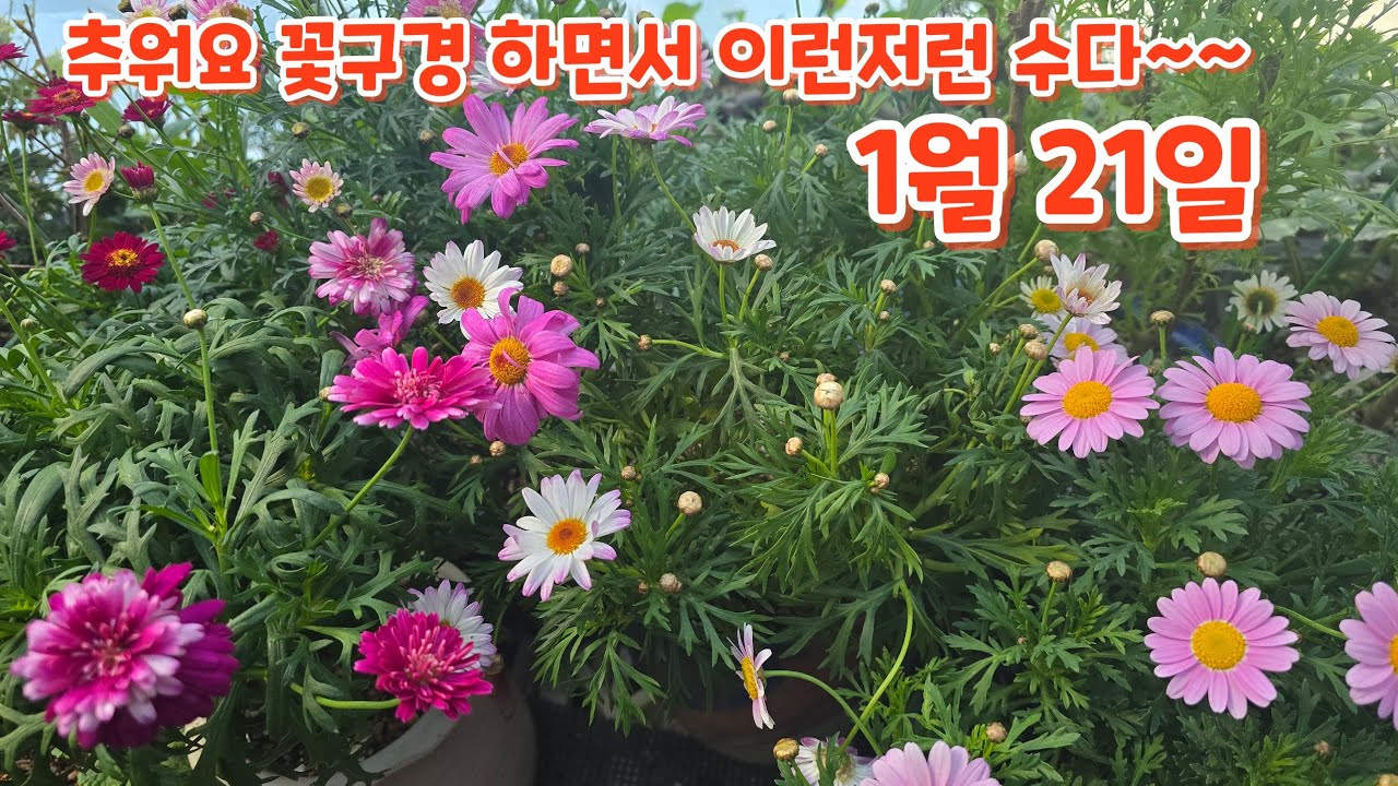 #꽃구경 하면서 관리하기 #키우기 이런저런 수다~~~