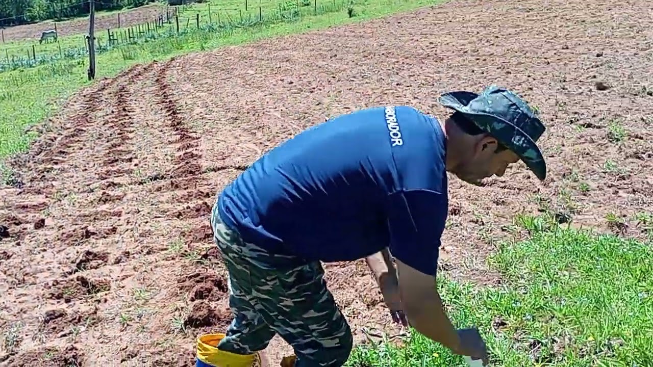 Nossa plantação de milho(melhor maneira de plantar milho (Sítio Liberdade)