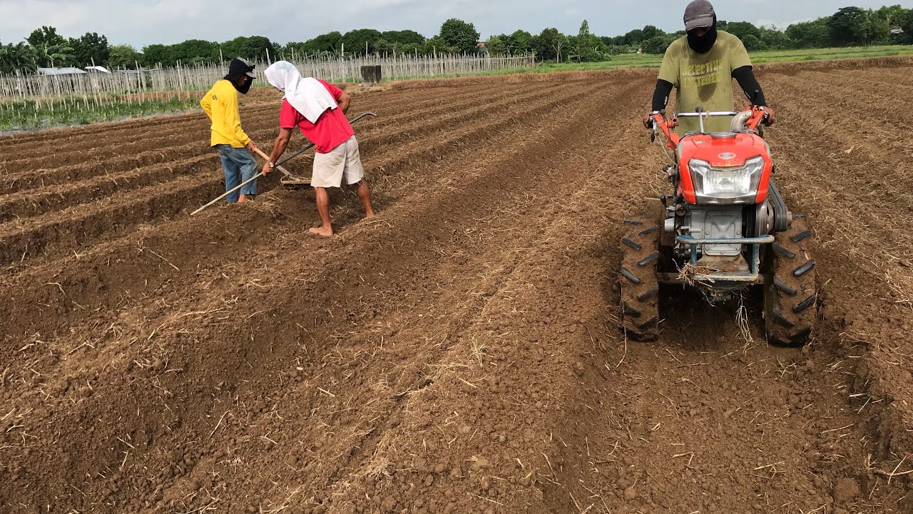 LAND PREP FOR HOT PEPPER