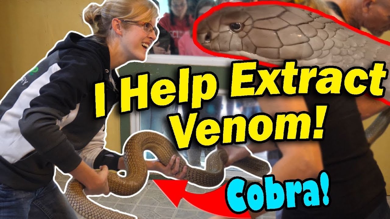 Venomous Snakes at the Kentucky Reptile Zoo!