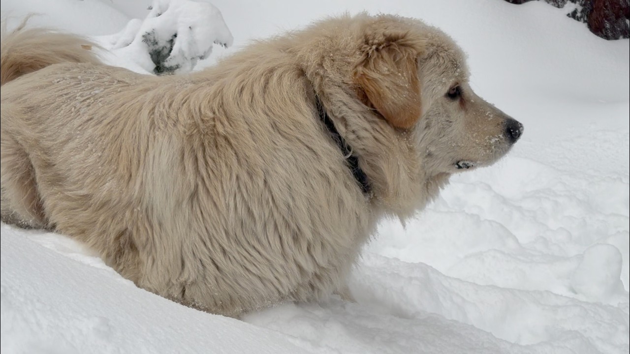 Endless Snow Storms in California Mountain Woods • Week Three