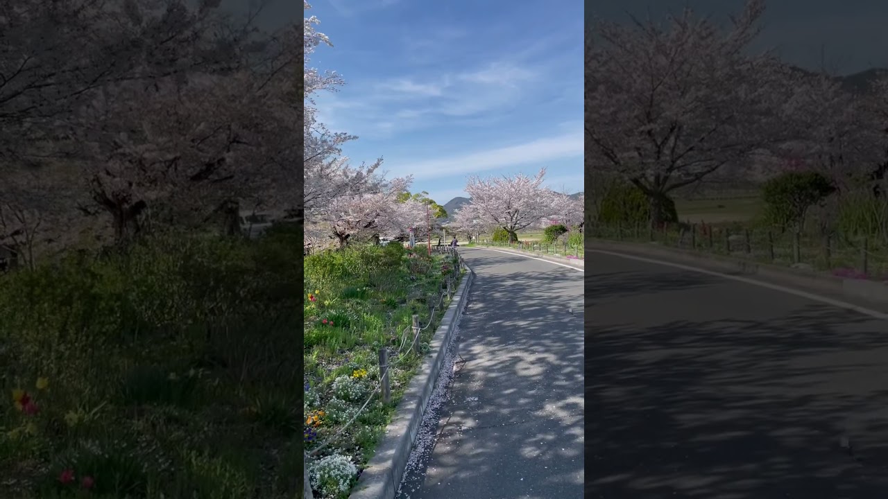 桂川的樱花