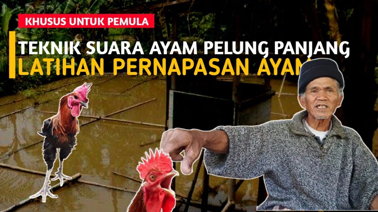 MELATIH PERNAPASAN AYAM PELUNG UNTUK SUARA BAGUS PANJANG BITU
