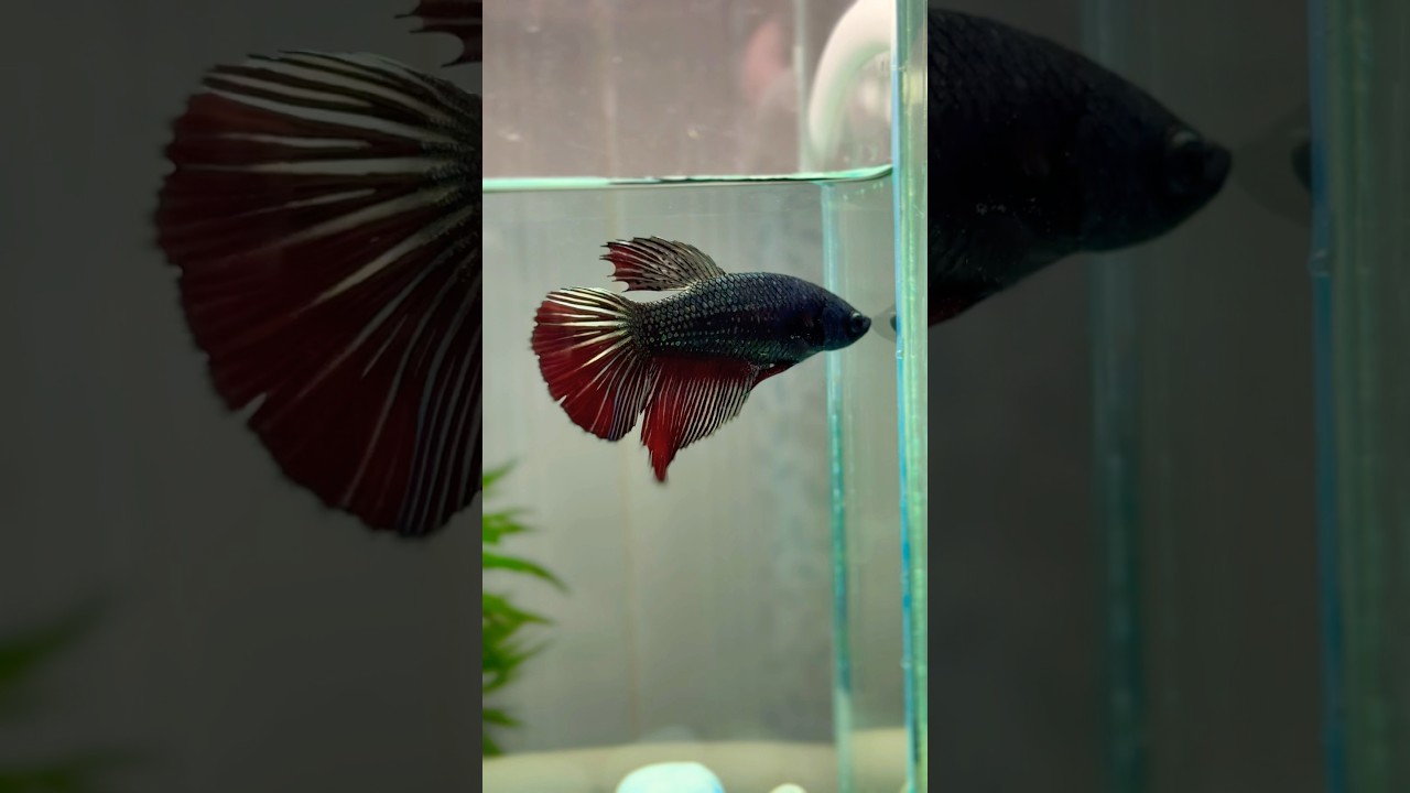 Stunning Betta Fish | The King of Aquarium Beauty ✨🐠 #fish #betta #aquarium #animals #pets #shorts
