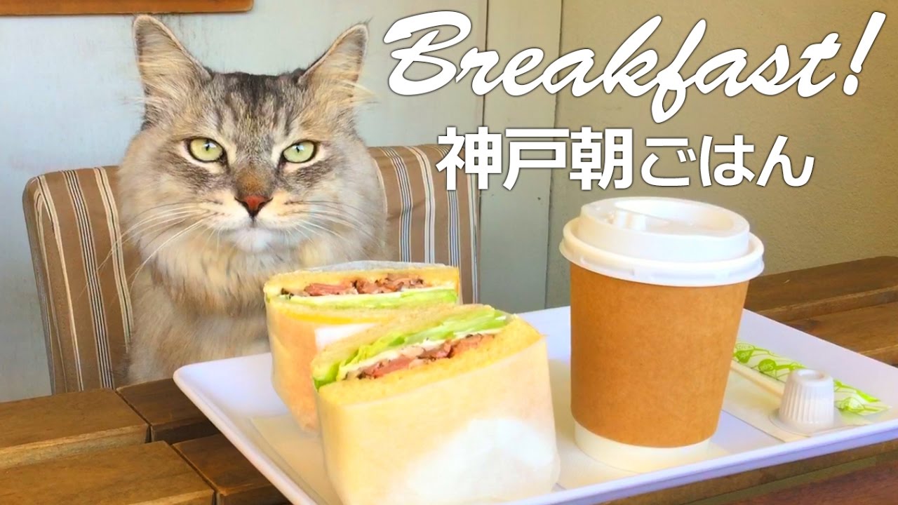 I love bread! Cat HAL/ パン大好き！お出かけ猫のハル