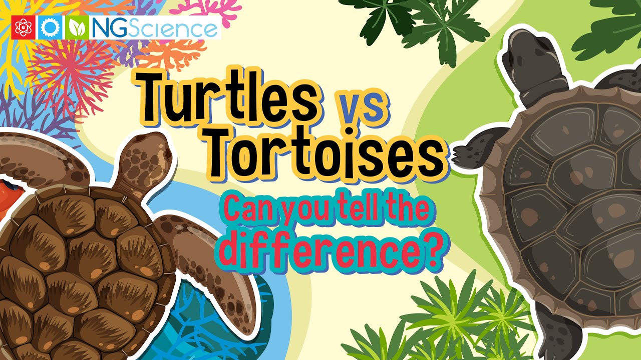 Turtles vs Tortoises &ndash; Can you tell the difference?