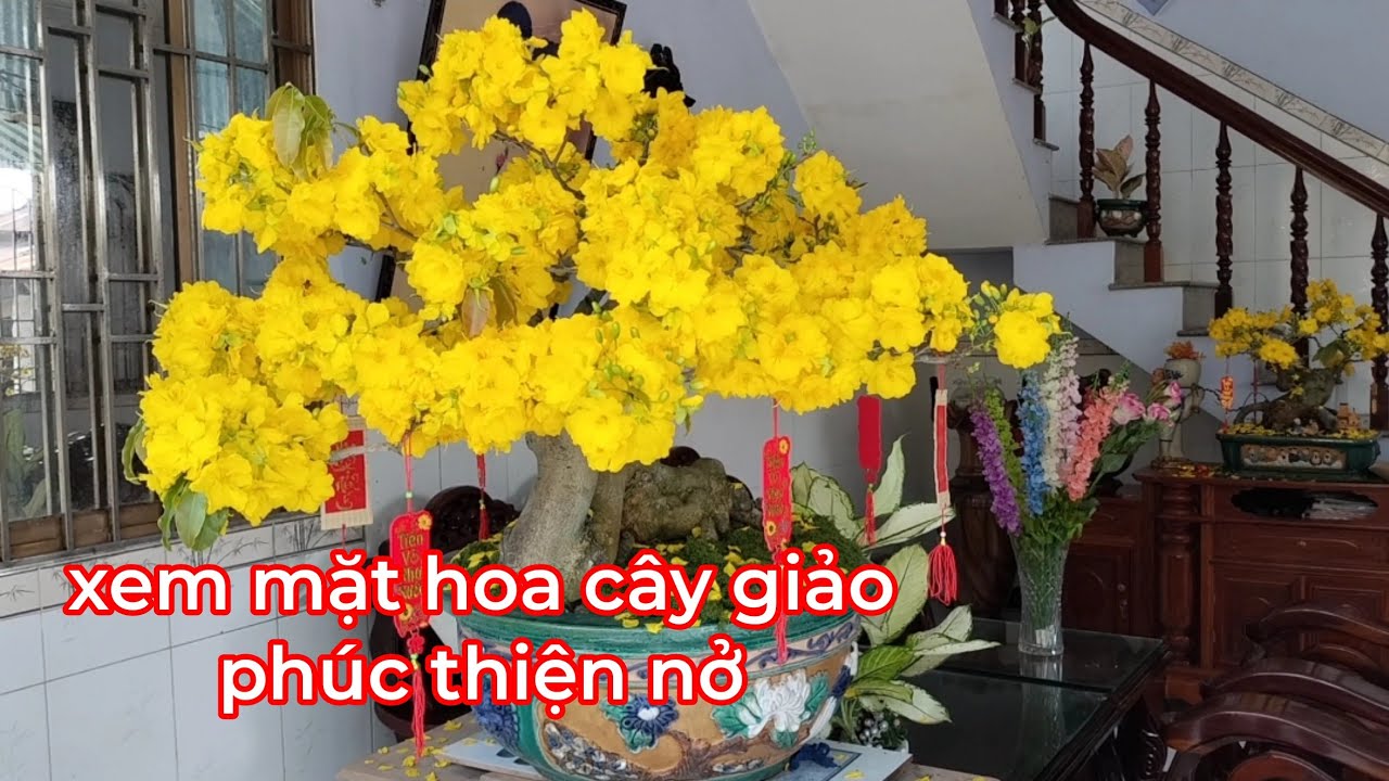 Xem kết quả làm mai nở rộ lâu tàng và xem cây giảo phúc thiện nở mặt hoa như thế nào 