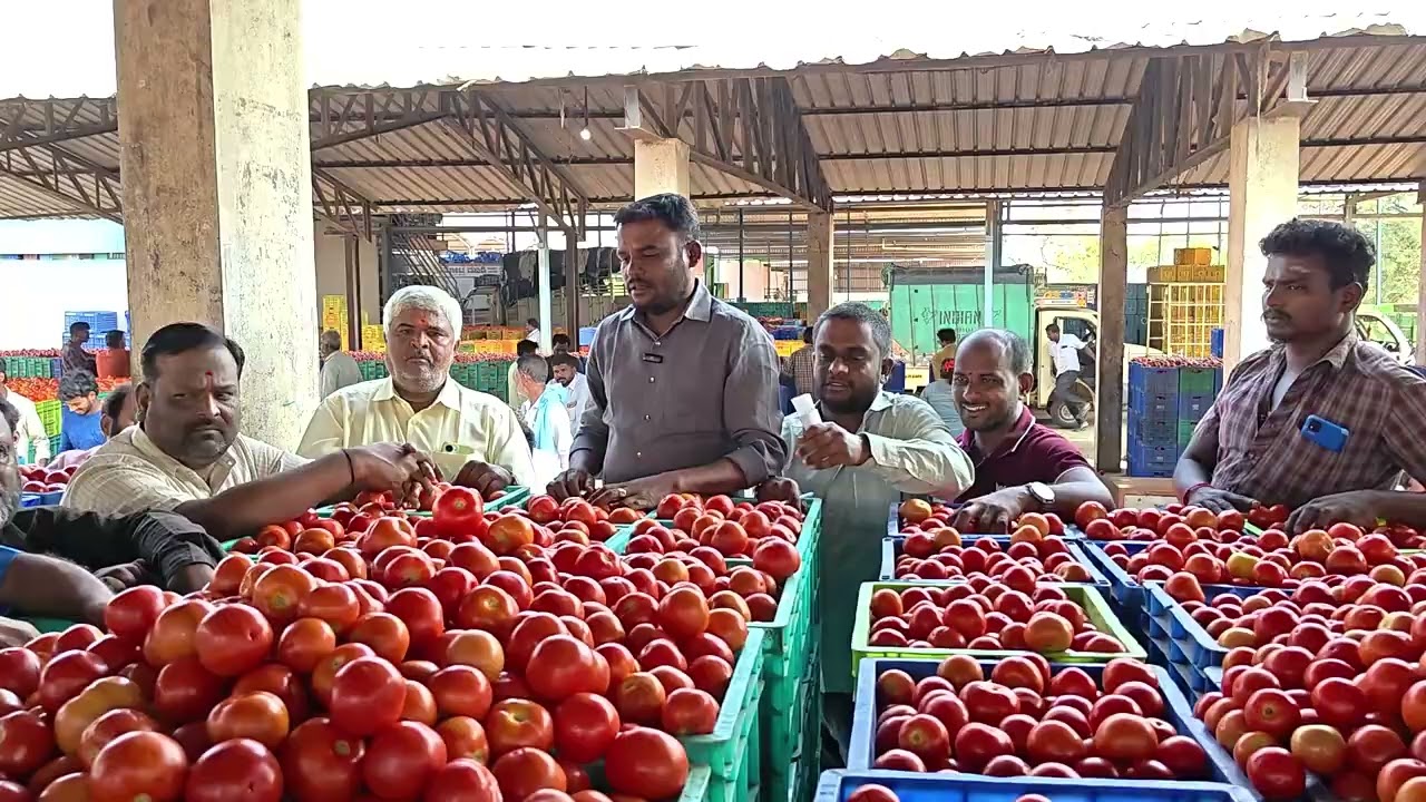 25/3/2026 n vaddahlli daily update market tamato 🍅 subscribe my channel like share comment please 🩵