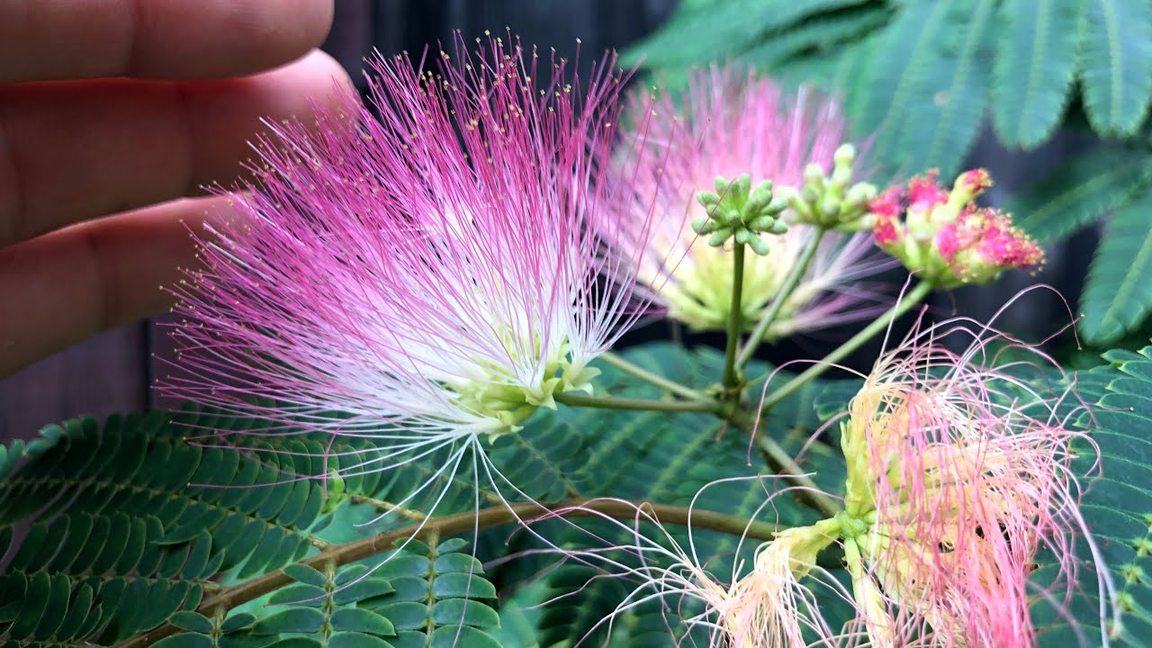 Egzotyczne drzewko Albicja ,Tropical Dream’