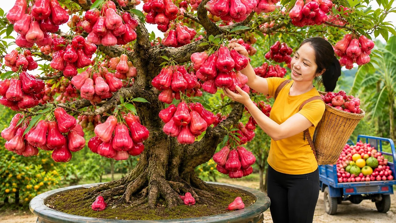 Harvesting Many Rare Red Wax Apples to Sell at Village Market by Truck | How to Choose Fresh Fruit?