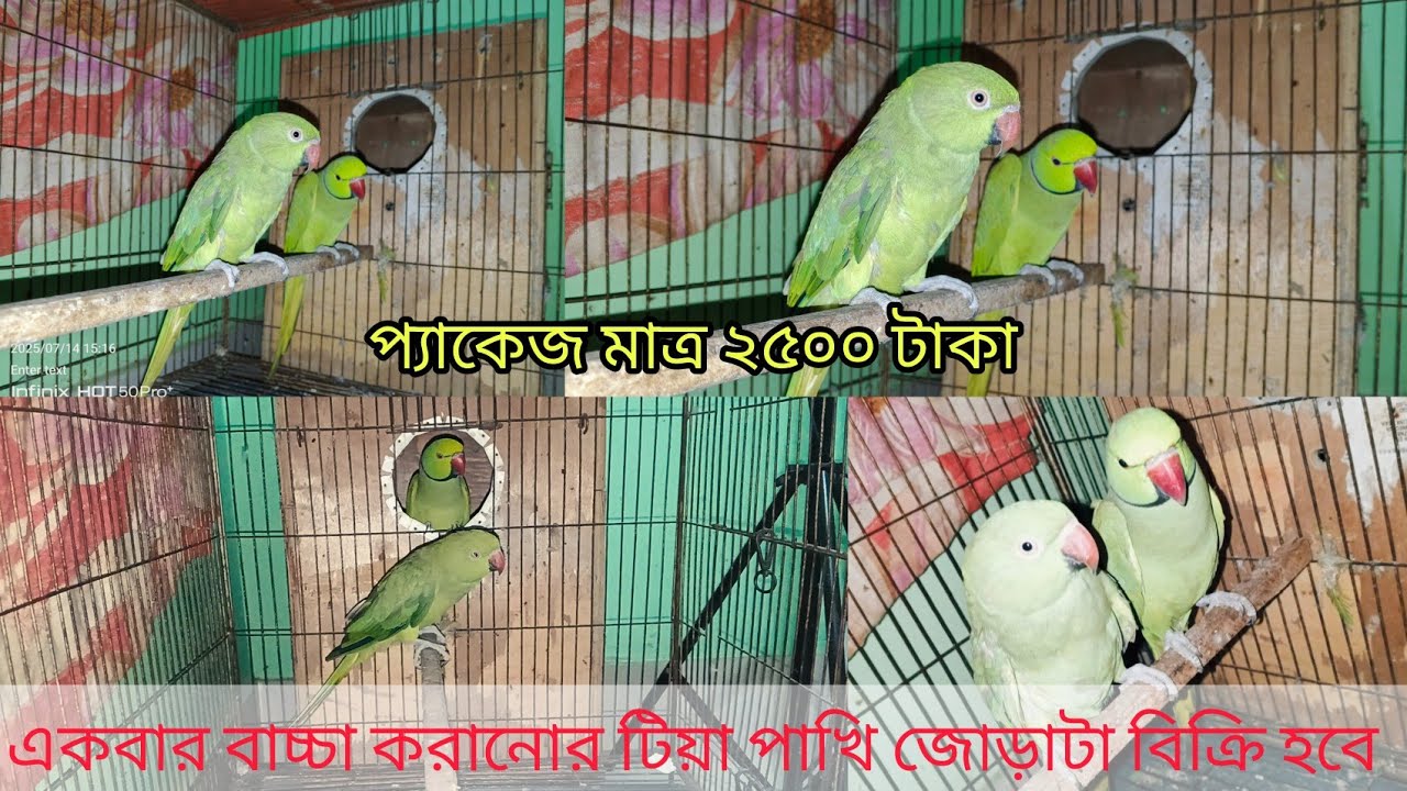 টিয়া পাখির জোড়াটা বিক্রি হবে প্যাকেজ মাত্র ২৫০০ টাকা।।টিয়া পাখি কি কি সমস্যা হয় জানতে পারবেন।