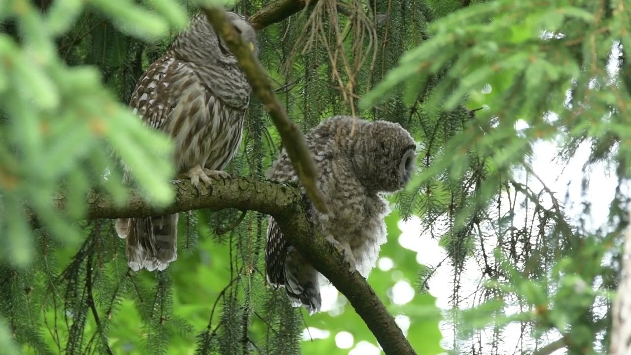 アメリカフクロウの親子の毛繕い～♪