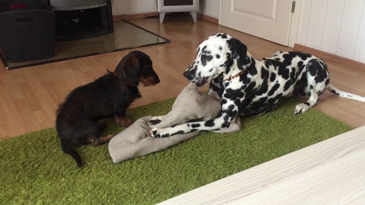 Dackel vs. Dalmatiner, die Diskussion über das Kissen 😉