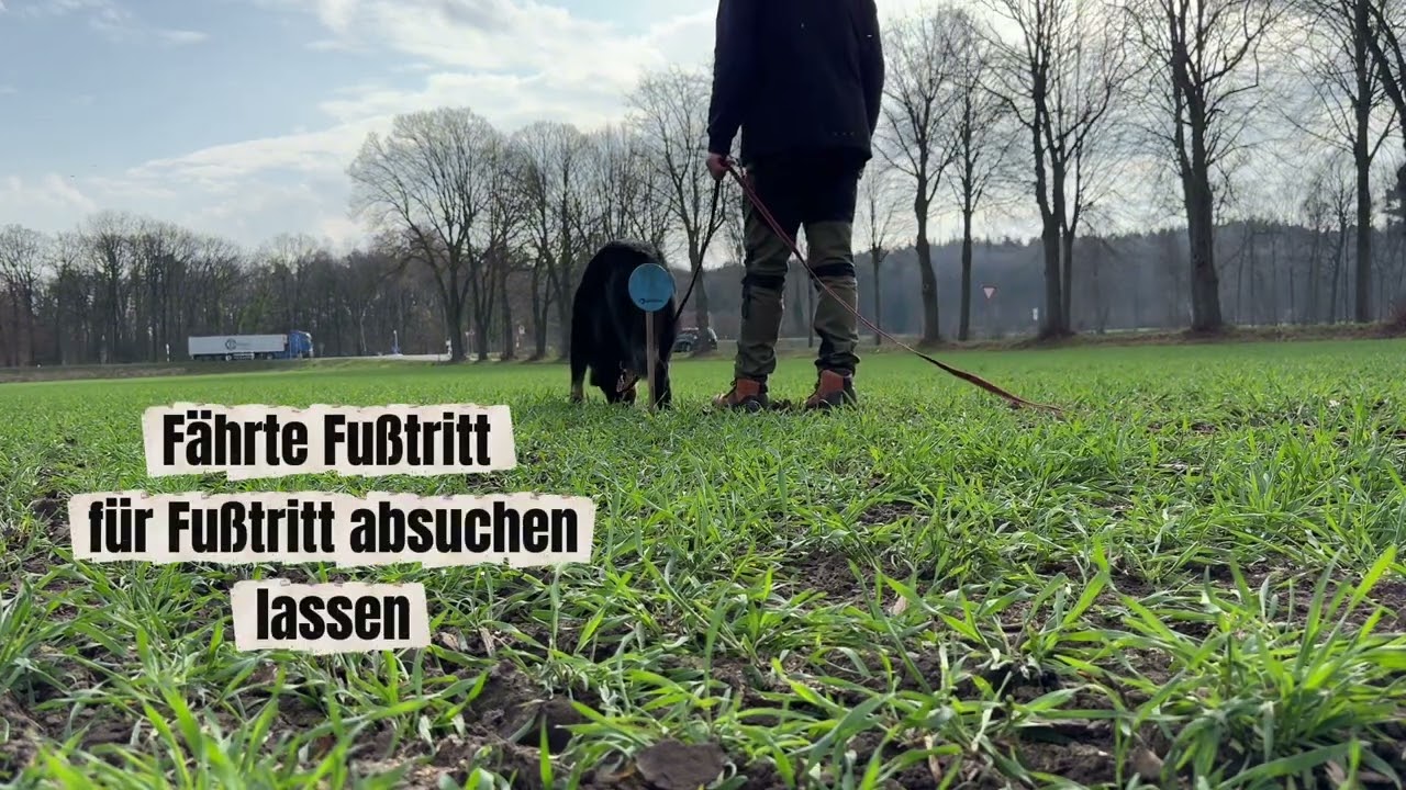 Fährtenarbeit mit Hund (Teil 3) – So sucht dein Hund seine erste Fährte
