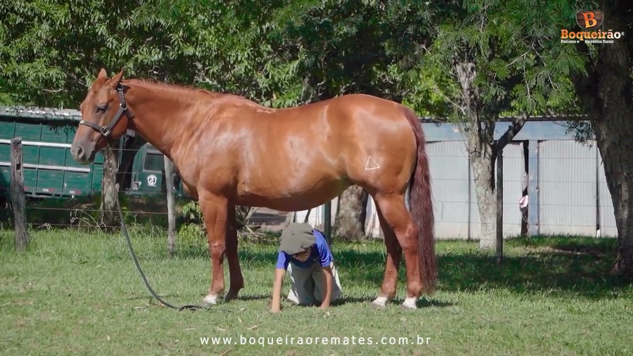 Lote 26 - LUCKIE LENA - 16º Leilão CENTRO SUL - QM – 2026