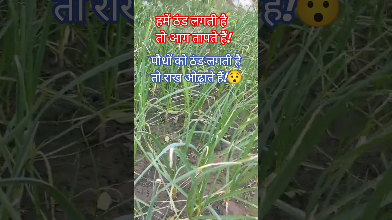 राख द्वारा पौधों को ठंड(पाला)लगने से बचाएं| Wood Ash Fertilizer Benefits|hobbyist farmer