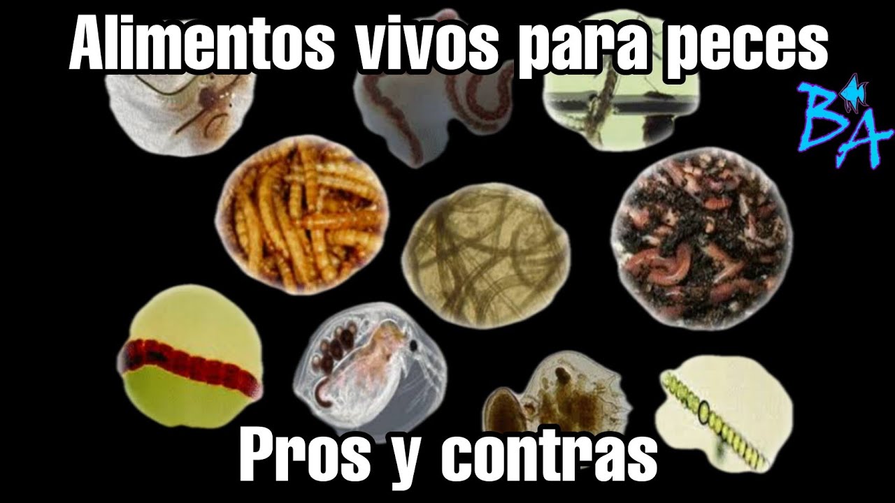 Alimentos vivos para peces de acuario Ventajas y Desventajas