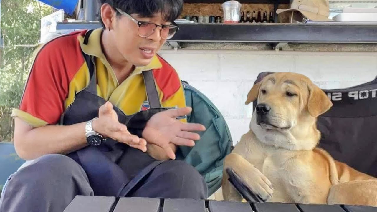 When your dog really listens to you - Funny Dog and Human Video 2024
