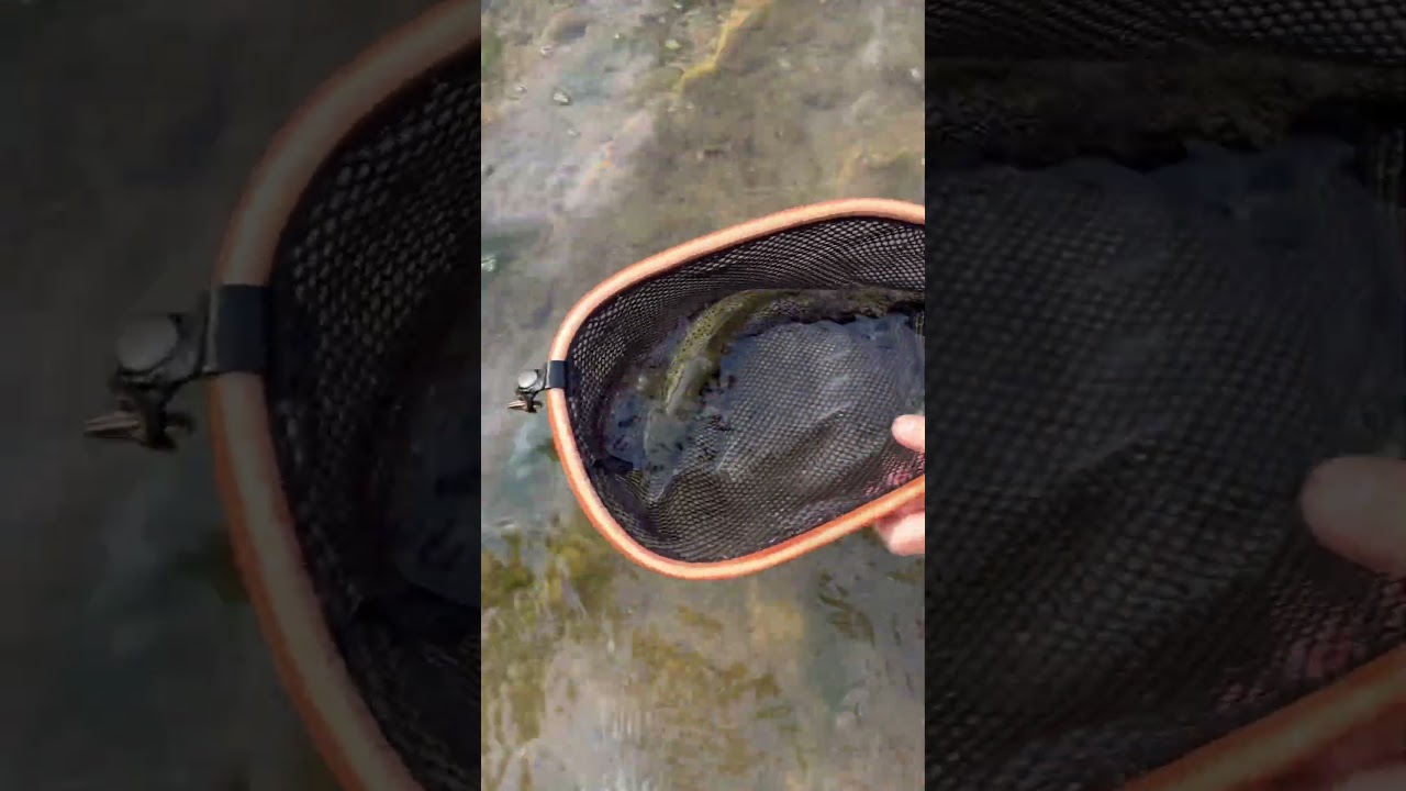 #fishing #sports #baby #troutfishing #flyfishing
