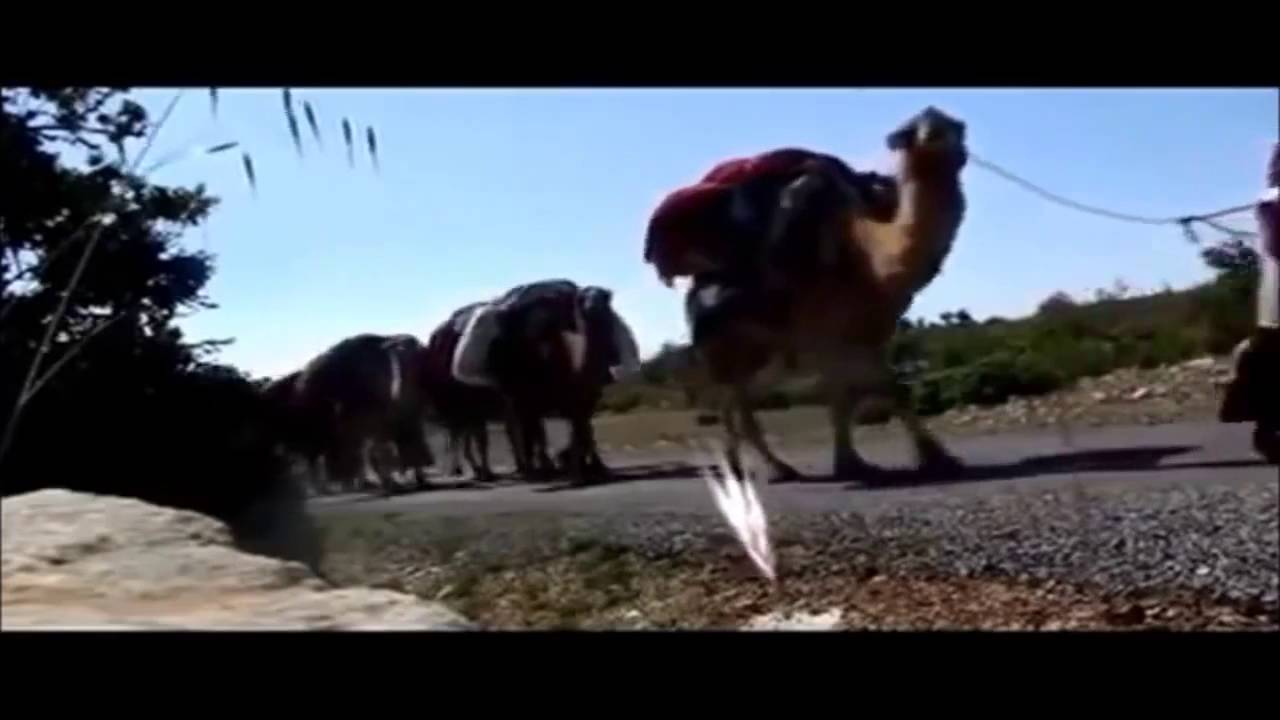 Hale Gür Güllük Dağının Başında da Koyun Yayılır