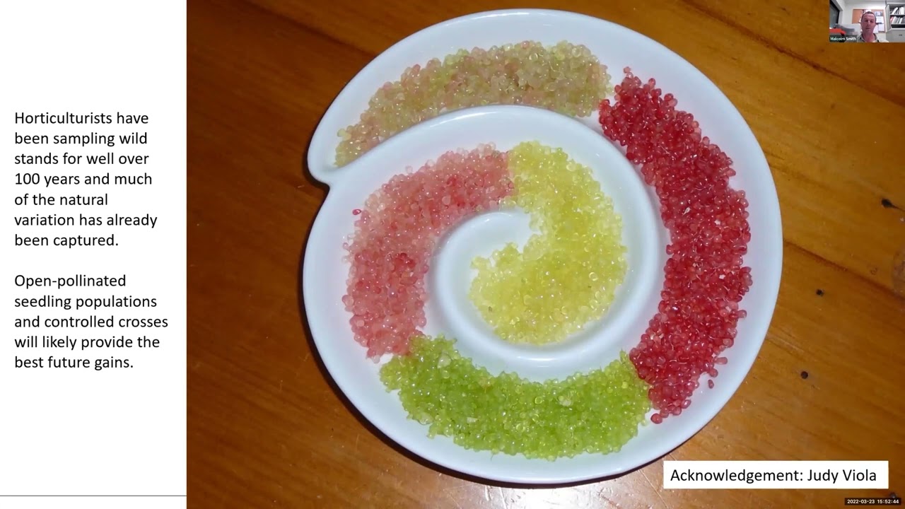 Breeding with Australian Finger Limes: More Than Just a Novelty