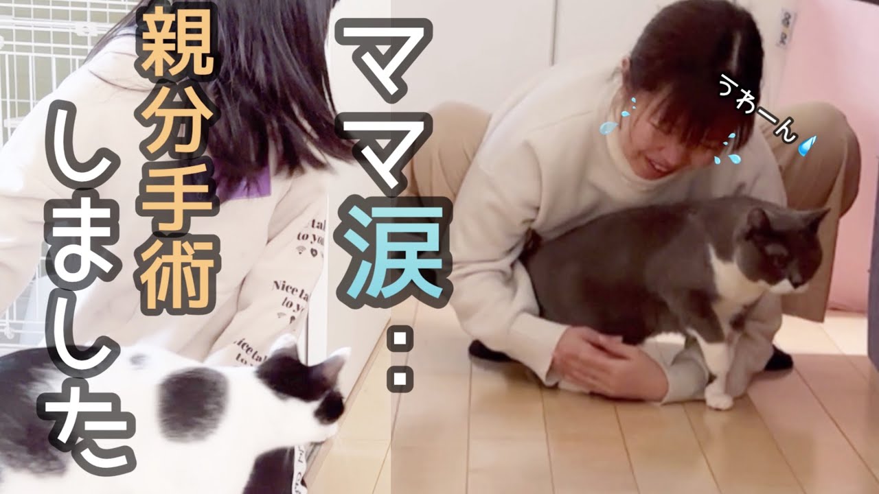 【ママ涙】ぶっちゃん手術して、1週間入院していました。【尿路結石】