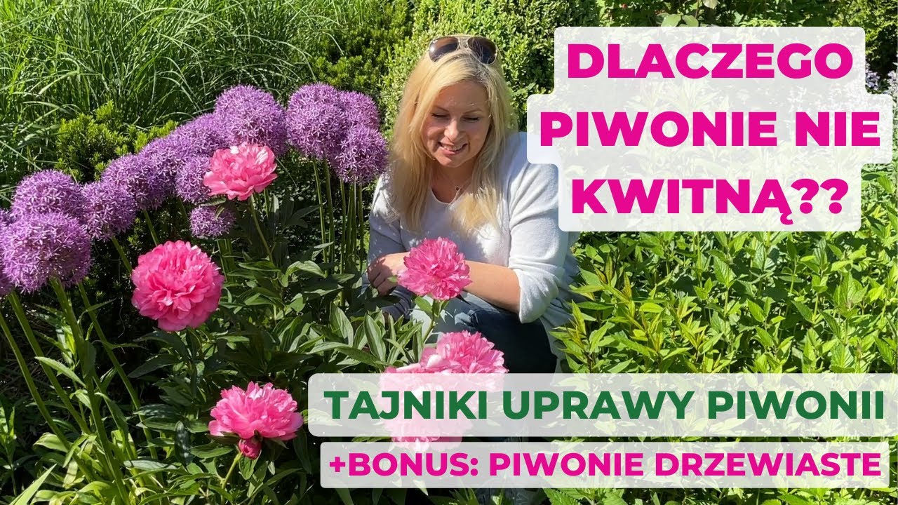 Dlaczego piwonie nie kwitną? Oto7 powodów! Jak uprawiać piwonie oraz bonus: piwonie drzewiaste