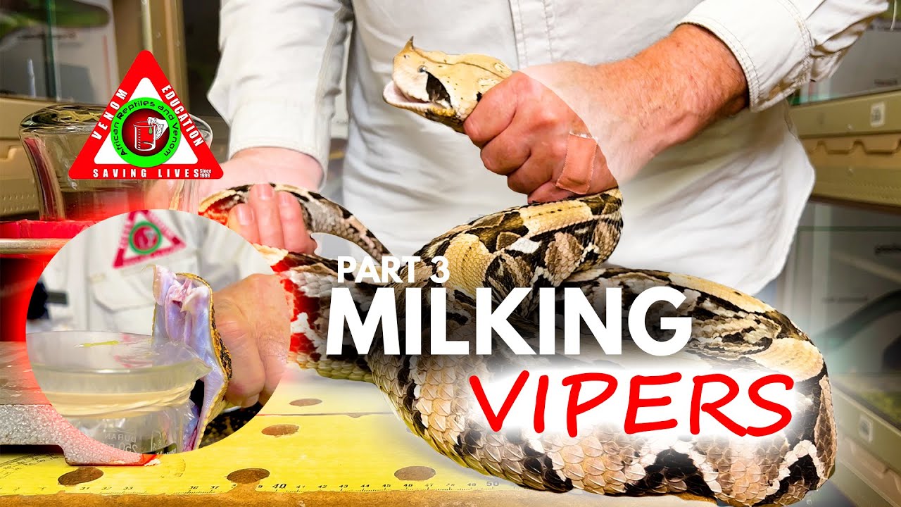 Milking the world's most venomous snakes Part 3 Vipers