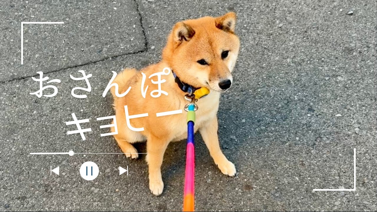 【豆柴 茶々丸 2歳】おさんぽがおっくうになってきた柴犬