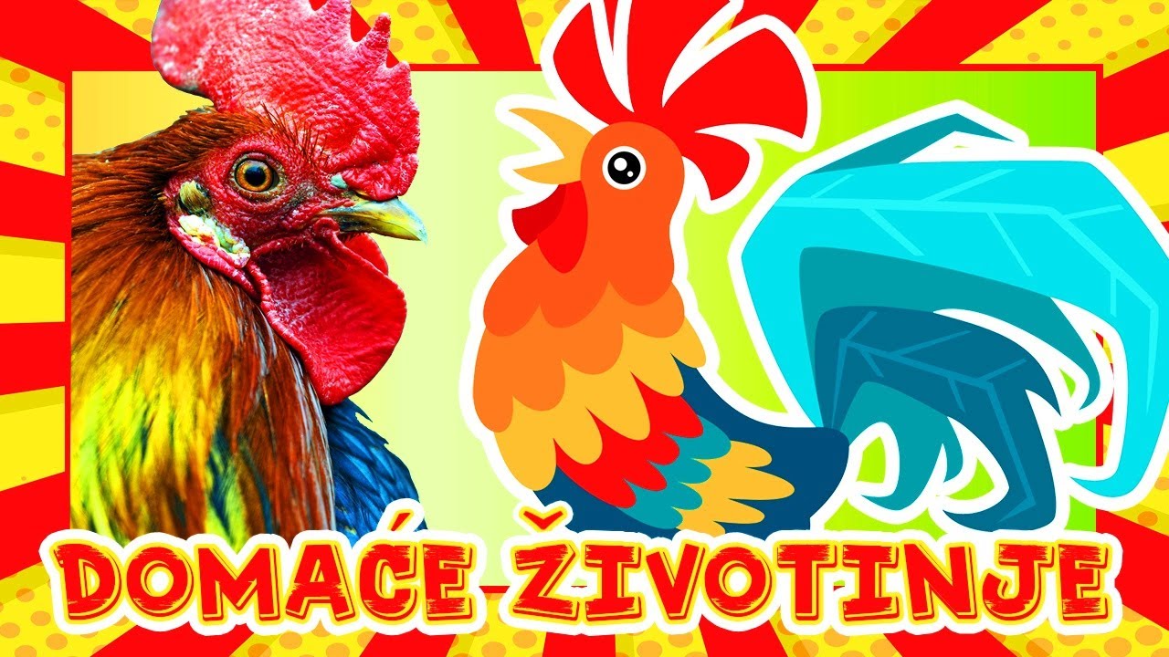 Domaće životinje i njihovo glasanje 🐄🐖 Edukativni video za djecu uz videozapise pravih životinja