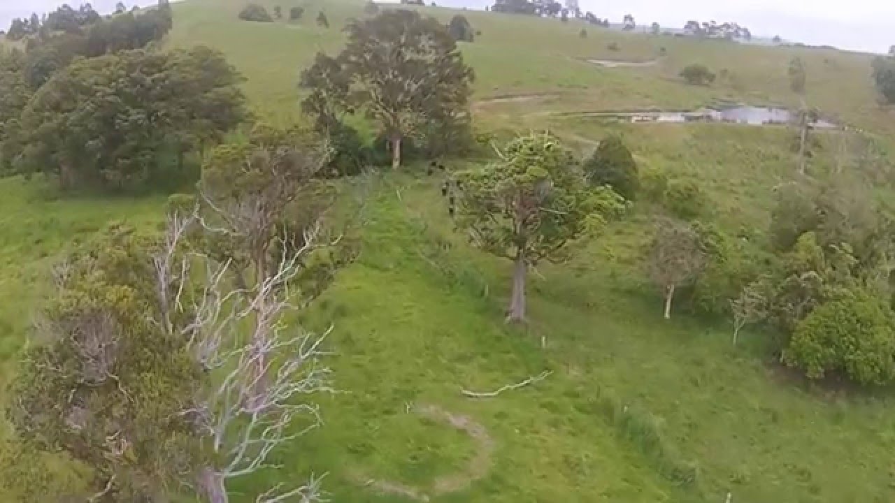 Burraduc Dairy Buffalo, Bungwahl NSW Australia