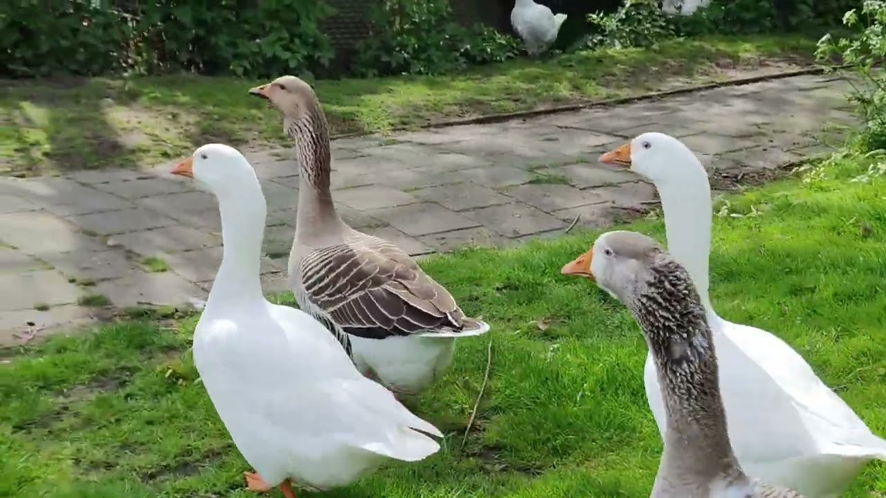 De ganzen krijgen visite... maar worden het vrienden??