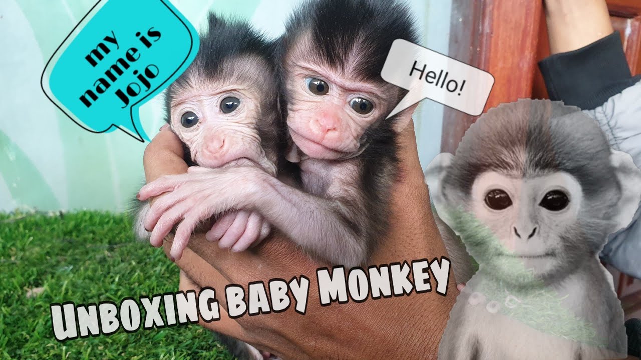 UNBOXING BABY MONKEY KING ‼️SON OF WUKONG || Omg So cute