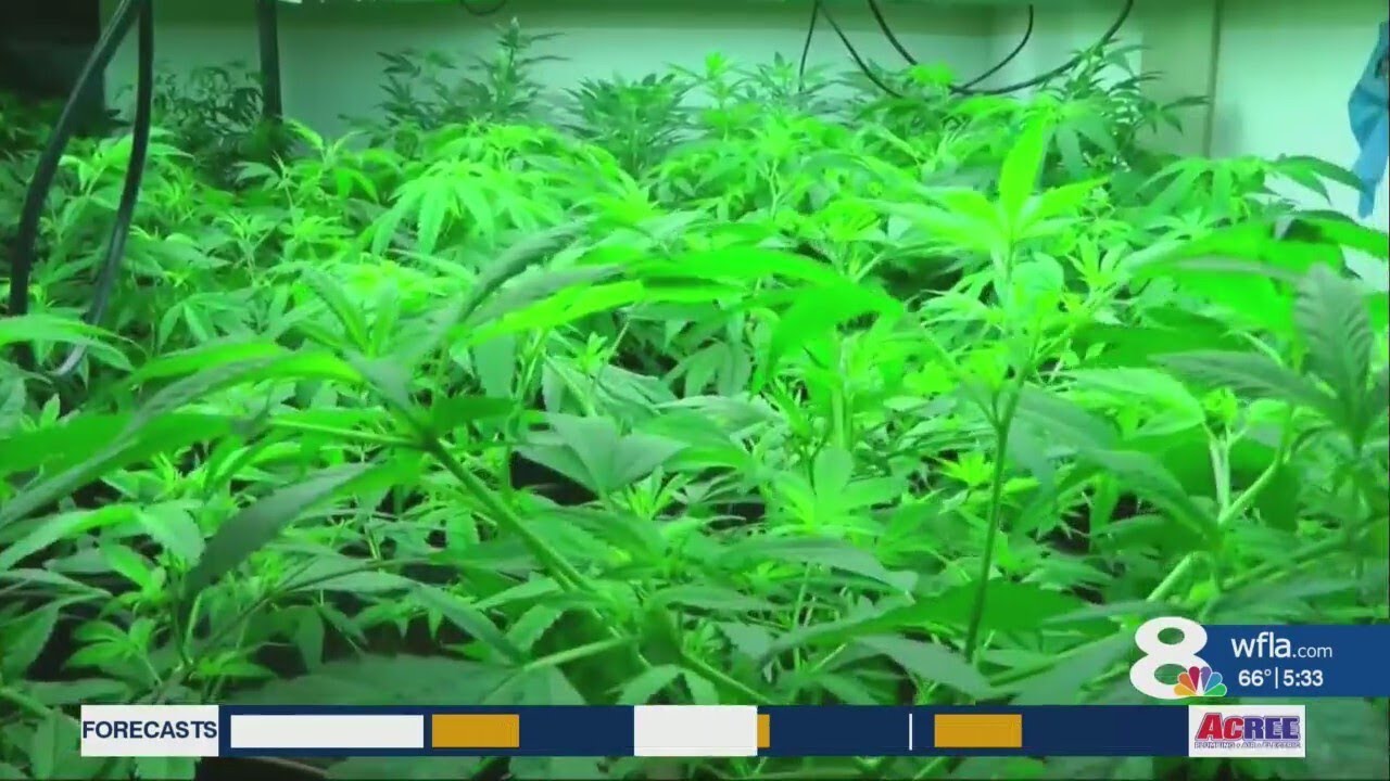 Push to get recreational marijuana on 2026 ballot reaches milestone