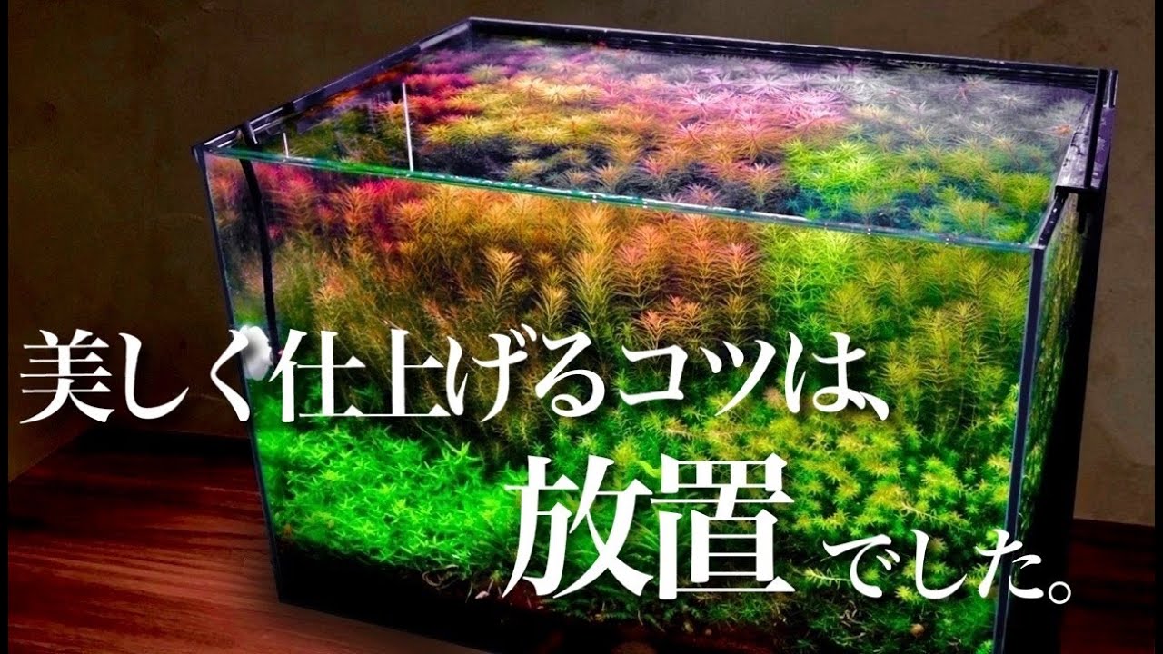 【ｱｸｱﾘｳﾑ/立ち上げ#3】放置して完成する水草水槽