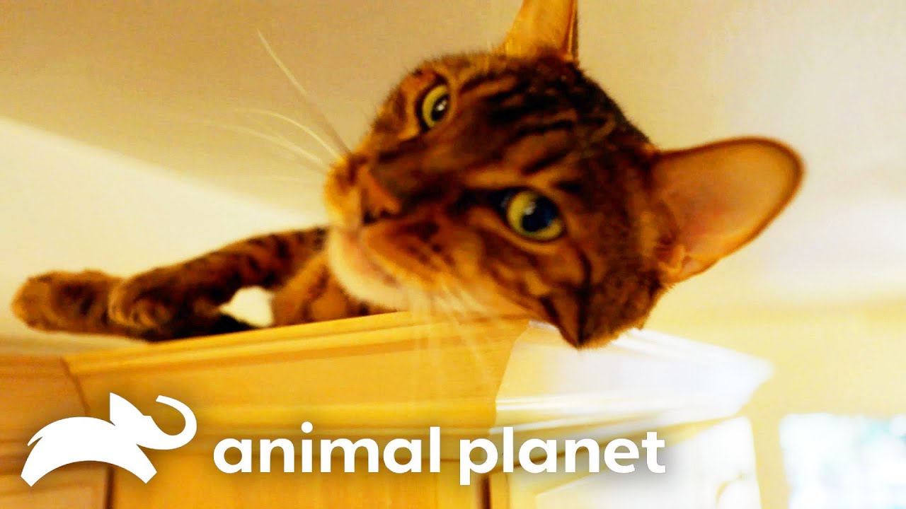 House Cat, Sid, Hates Her New Living Situation! | My Cat From Hell | Animal Planet