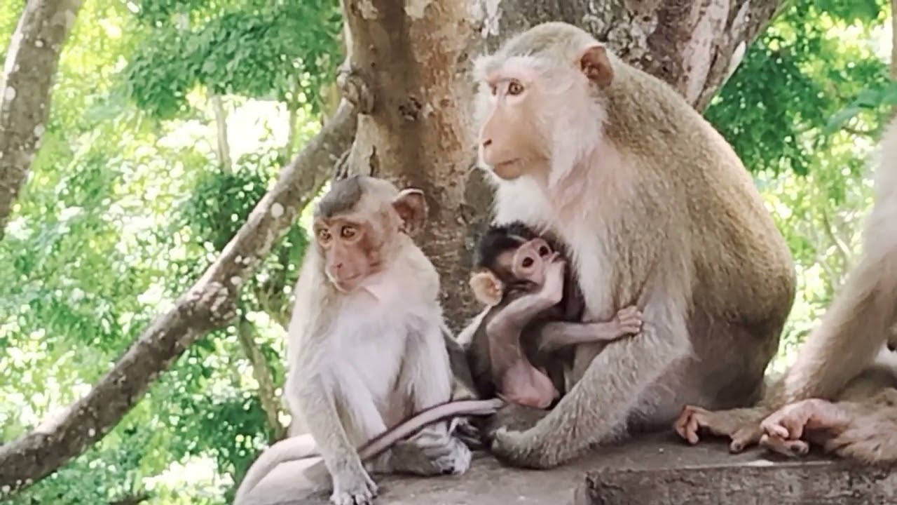 Adorable Baby Cute Monkey  Tessa & Mum Monkey Teva !