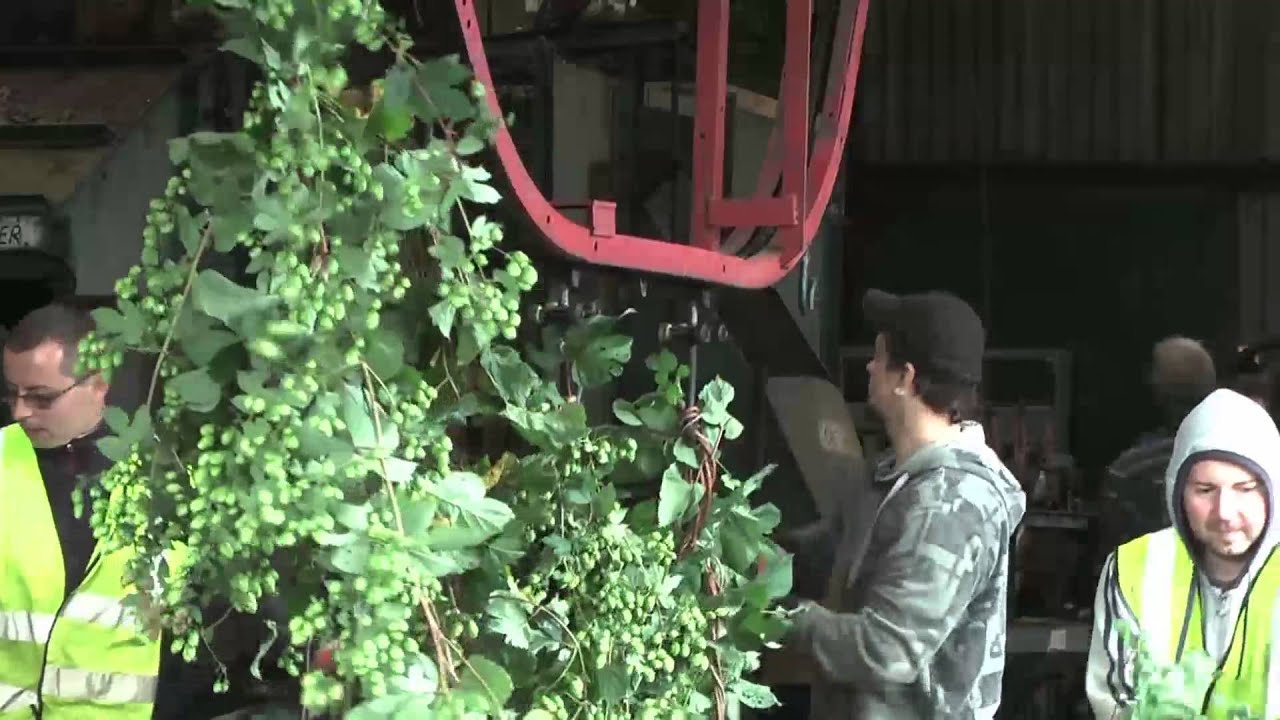 Hop picking today - Reeds Farm