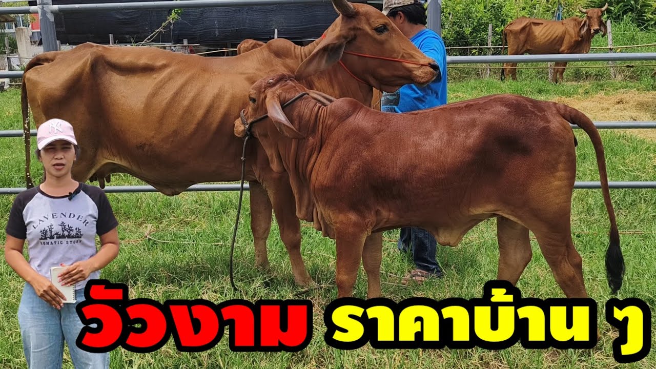 19 มิ.ย.68 ขายวัวงามยกคอก  ราคาบ้านๆ   ชุดแม่ลูก, หนุ่มสาว, มีส่งฟรี