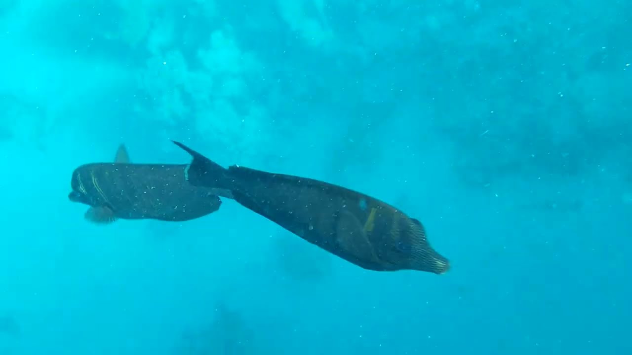 Marsa Alam Ägypten Unterwasser Welt 