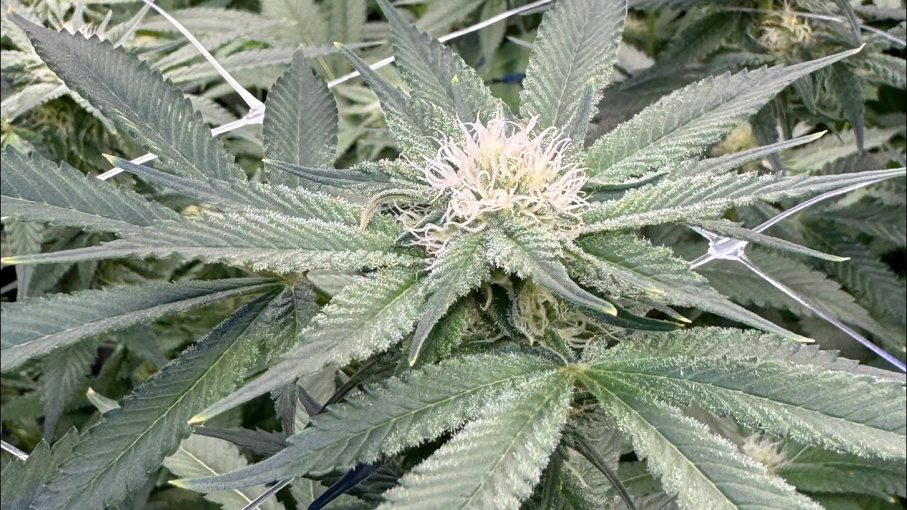 Fotoperiodo 13/11 para lograr engorde de tus plantas de cannabis